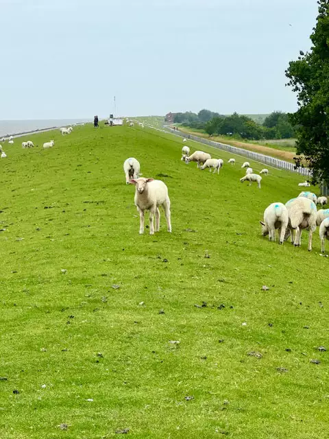 Deich auf Pellworm mit Schafen als typische Deichbewohner