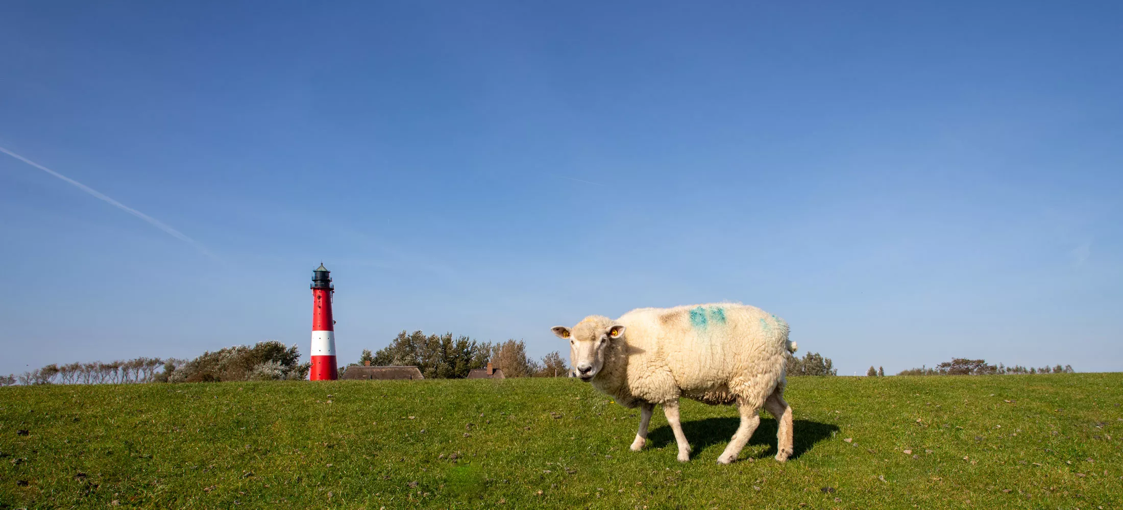 Schaf auf der Deichkuppe mit Blick Richtung Nordsee und Leuchtturm hinter dem Deich