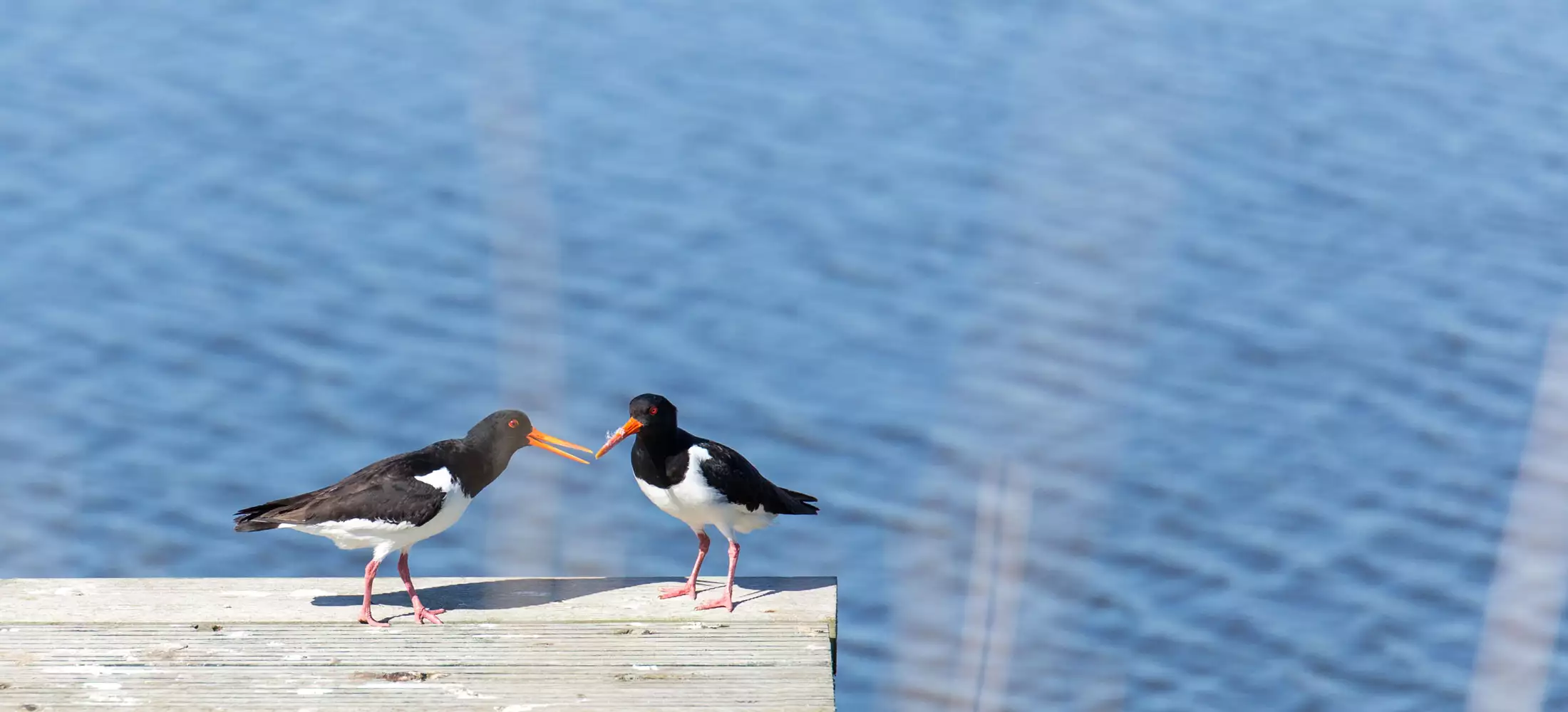 Zwei Austernfischer auf einem Holzsteg am Angelteich mit Schnäbeln aneinander