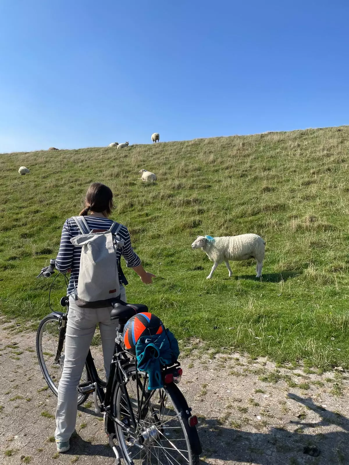 Fahrradfahrerin auf Pellworm mit Blick auf Schafe am Deich – entspannter Familienurlaub an der Nordsee