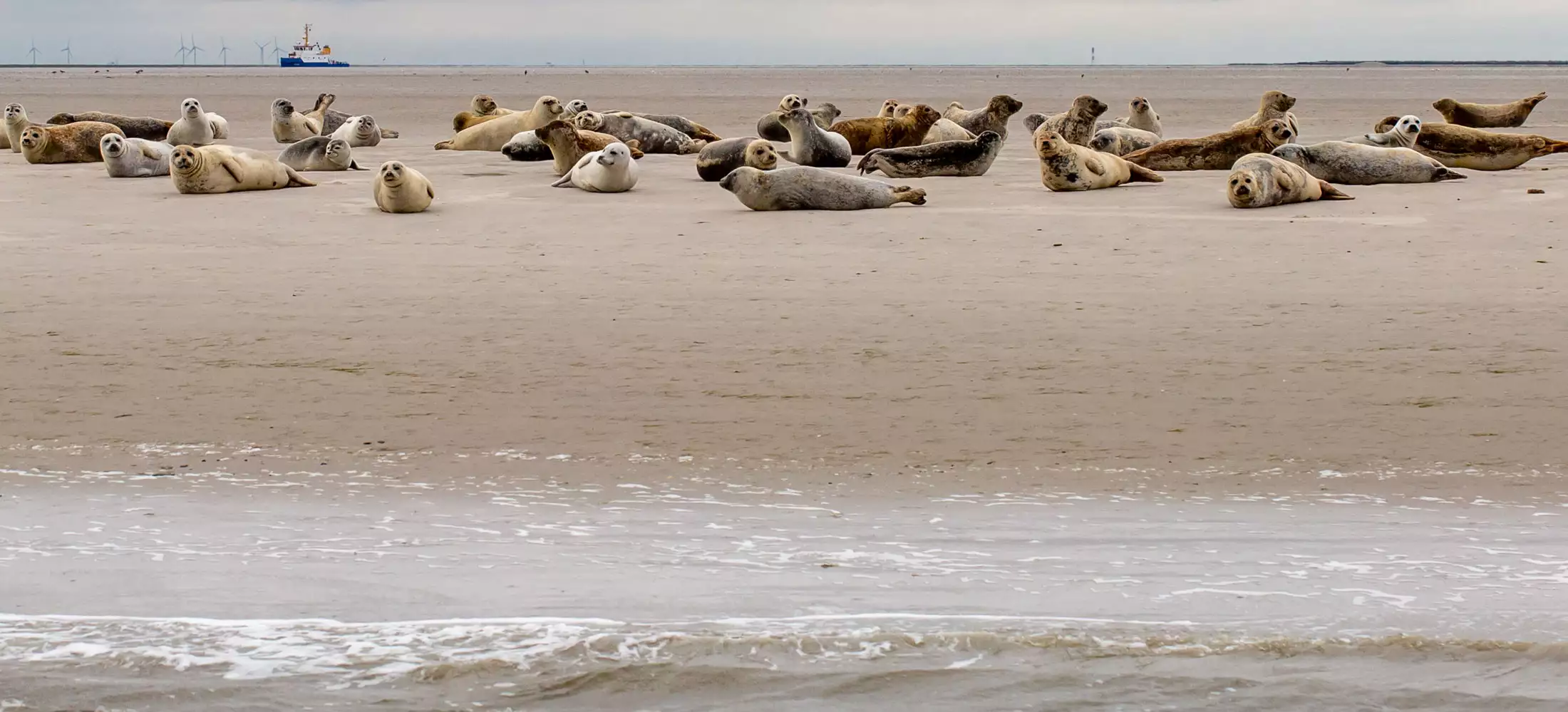 Mehrere Seehunde liegen auf einer Sandbank im Wattenmeer bei Pellworm
