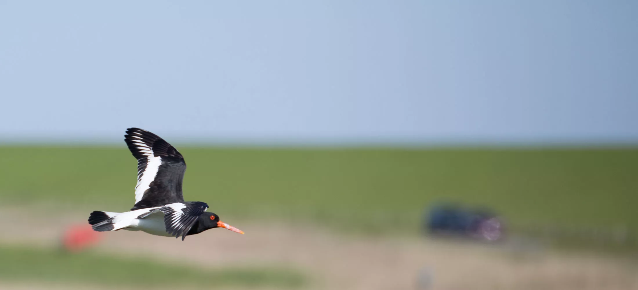 Austernfischer im Flug über Pellworm mit unscharfem Deich im Hintergrund