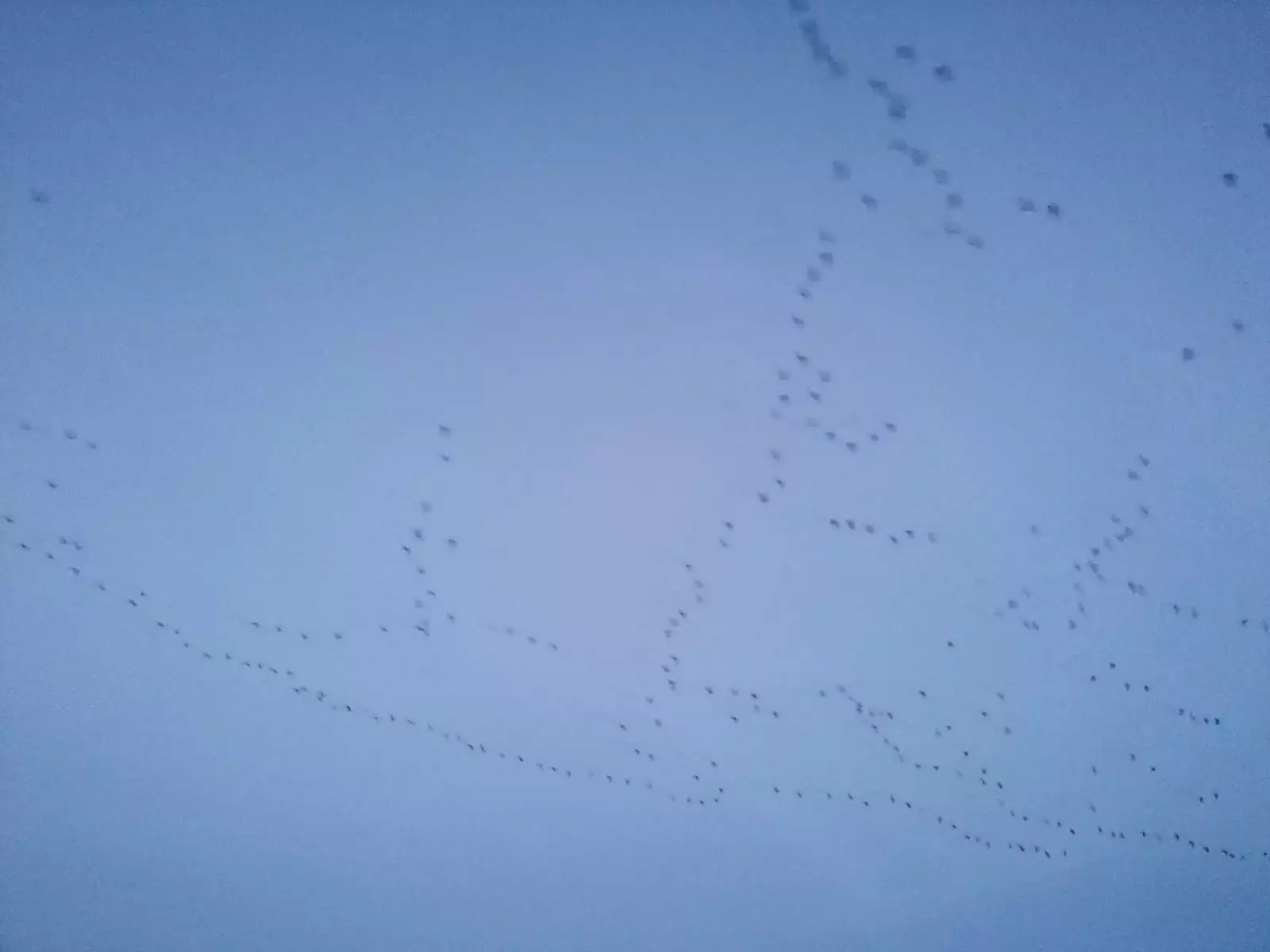 Vogelzüge am Himmel über Pellworm