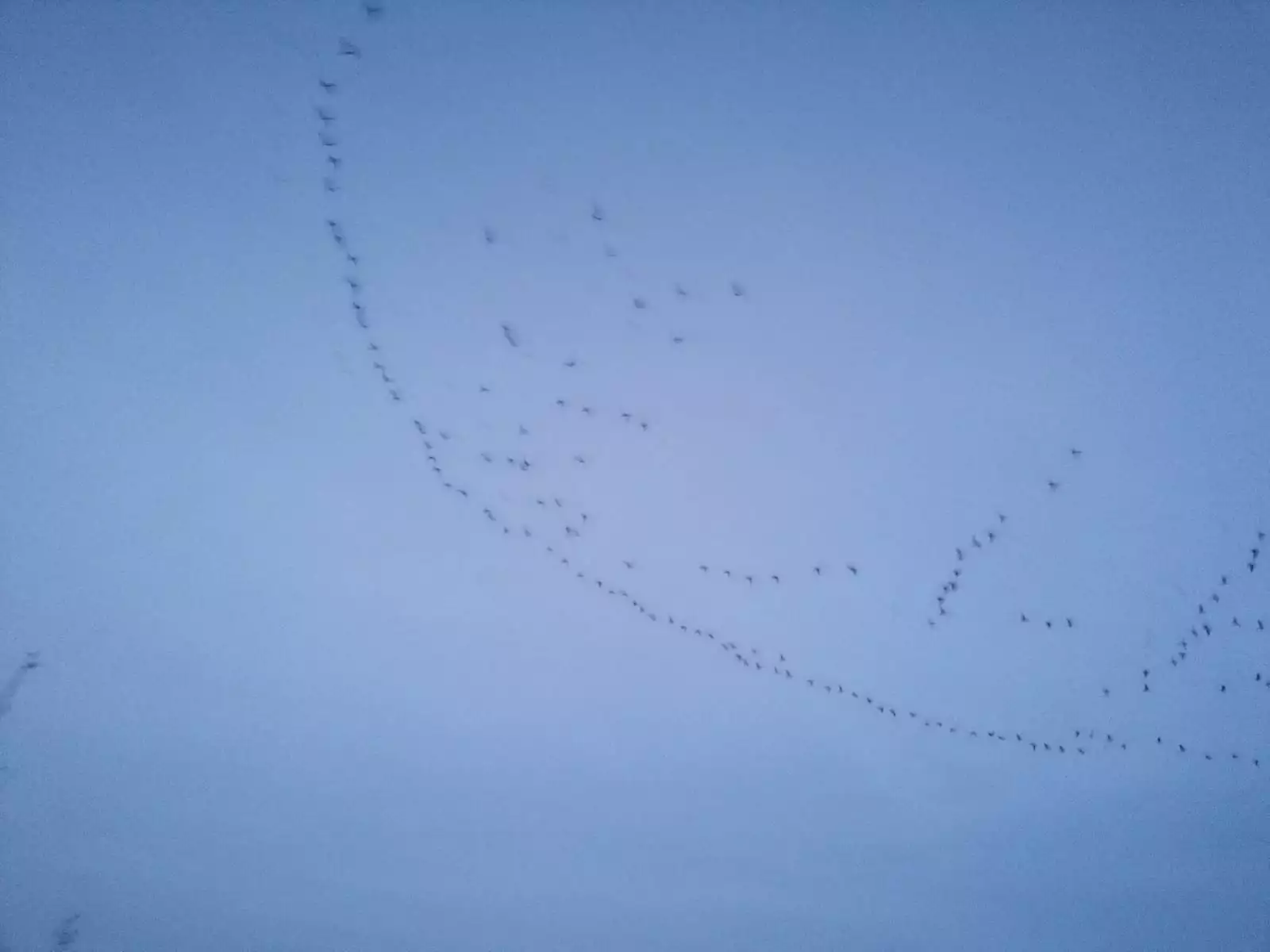 Kreisförmige Vogelzüge am Himmel über Pellworm