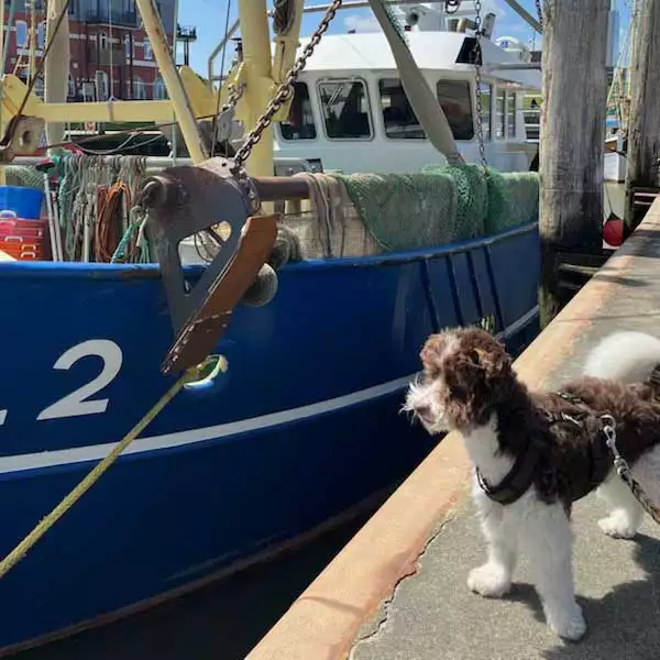 Hund blickt über den Pellwormer Hafen mit Krabbenkuttern