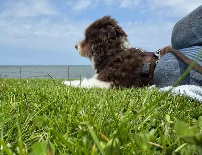 Hund blickt liegend auf dem Deich über die Nordsee