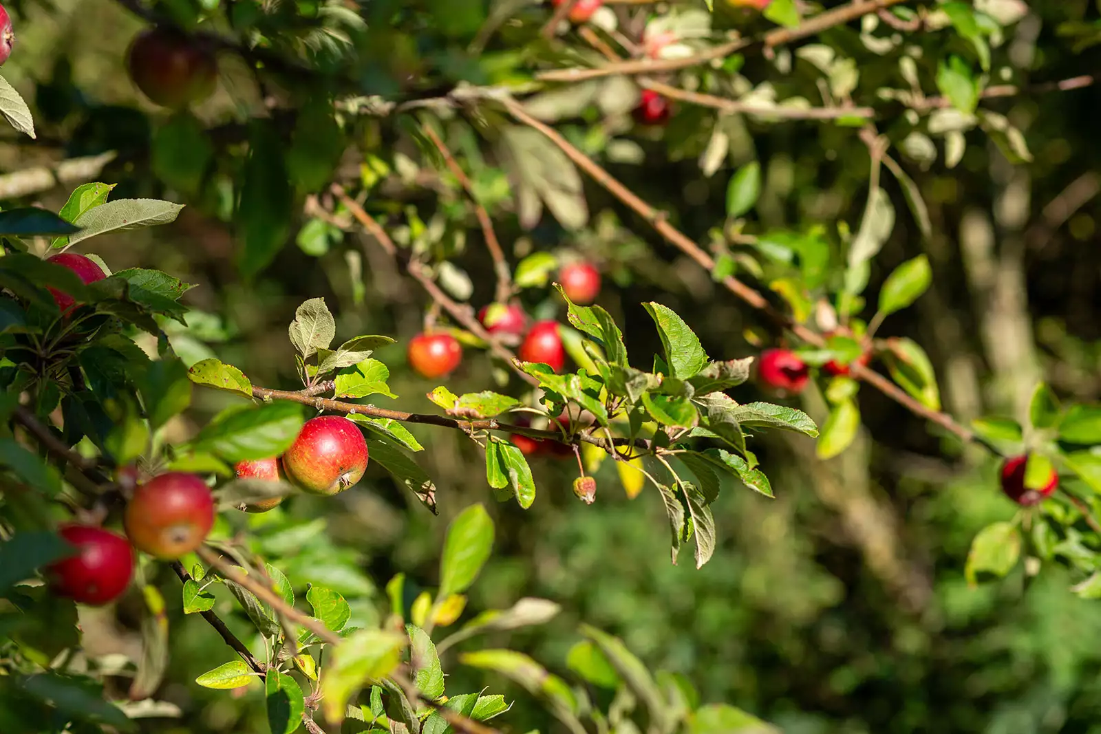Schöne rote Äpfel leuchten in der Sonne am Baum - im großen Garten des Ferienhauses