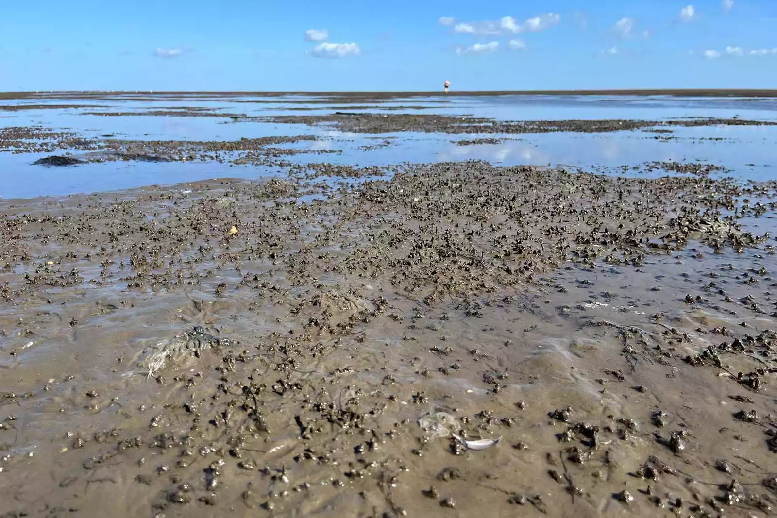 Wattboden mit seiner eigenen Lebenswelt - ursprünglich, umgeben von Stille und endloser Weite vor Pellworm