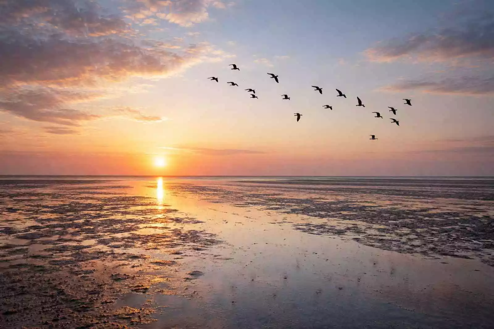 Der Tag erwacht mit einem Sonnenaufgang über dem Watt und vorbeiziehenden Vögeln