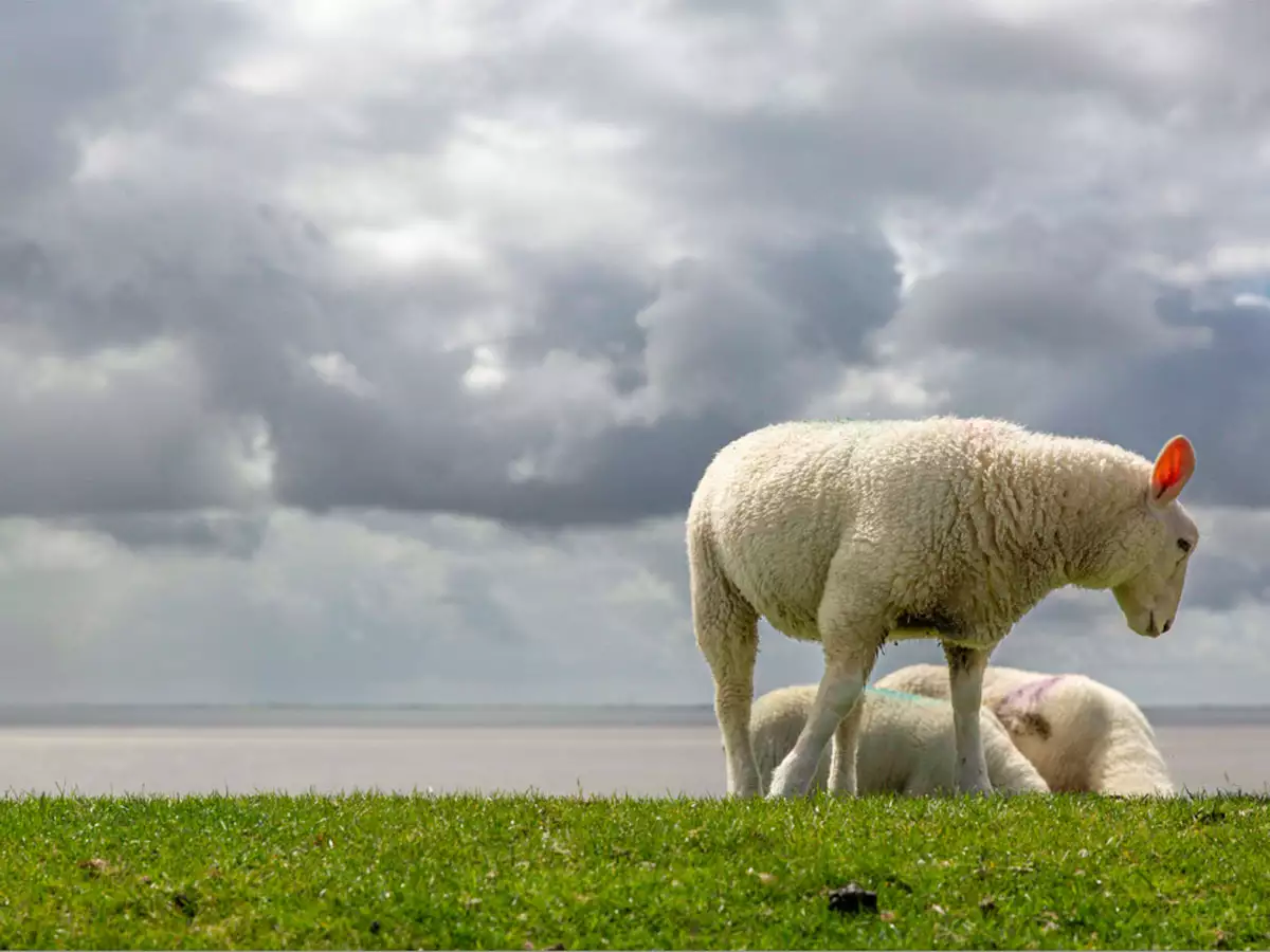Blick über den grünen Deich mit grasenden Schafen und einem herrlichen Wolkenspiel über der Nordsee 