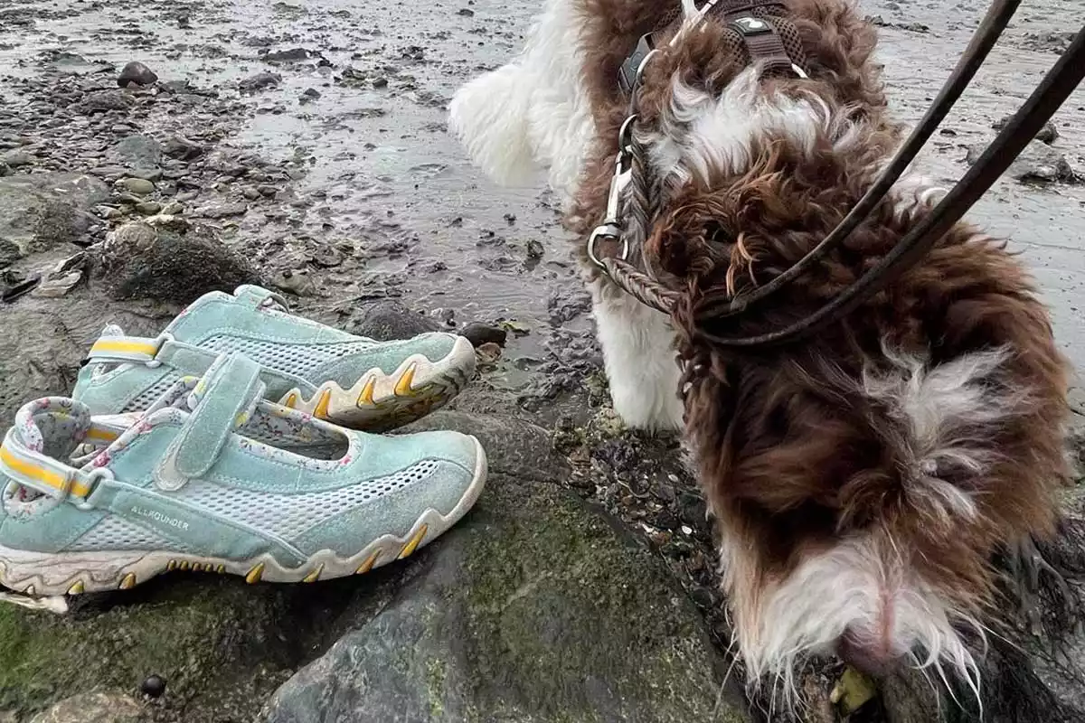 Hund an der Leine im Watt vor Pellworm