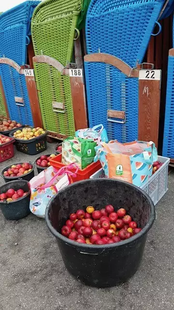 Körbe und Kisten mit Äpfeln und Quitten vor Strandkörben auf der Nordseeinsel Pellworm