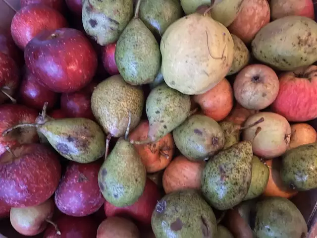 Detailaufnahme von Äpfeln und Quitten aus dem Garten des Ferienhauses Deichschlösschen auf Pellworm