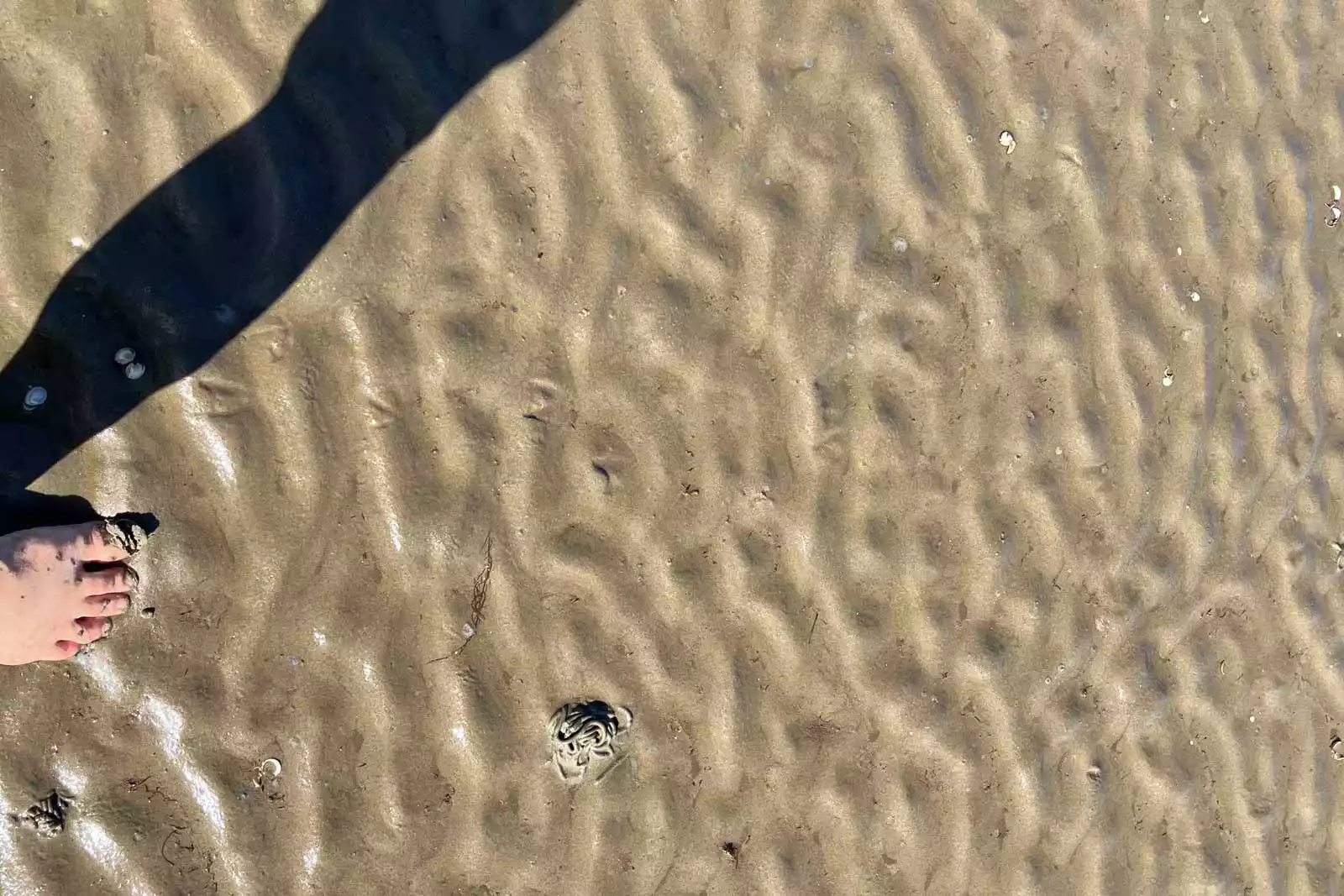 Barfuß im Watt auf Pellworm – Wattboden mit Wellenstrukturen und Wattwurmhügeln im Wattenmeer