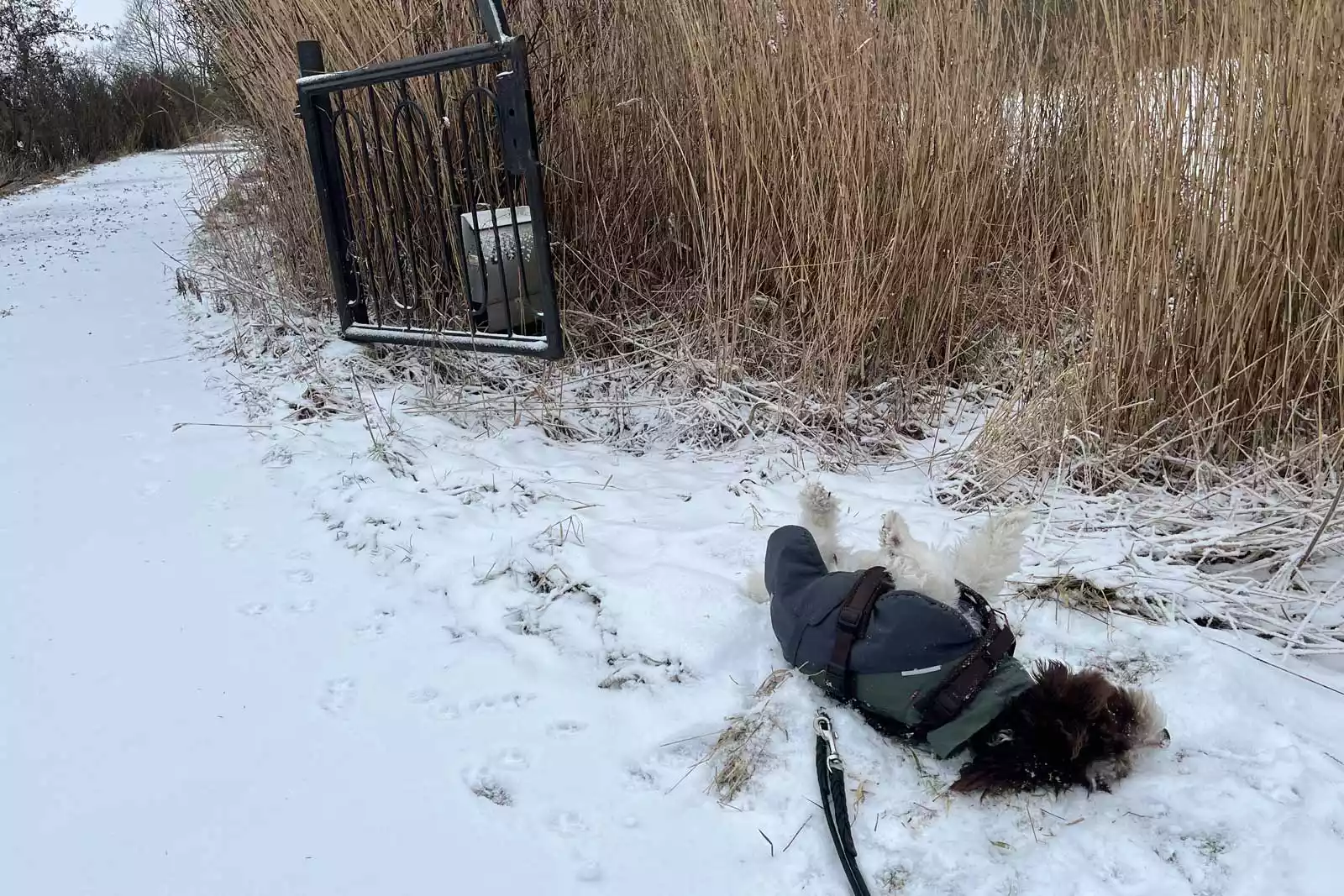 Hund im Schnee vor dem Ferienhaus Deichschlösschen auf Pellworm – entspannt im Winterurlaub