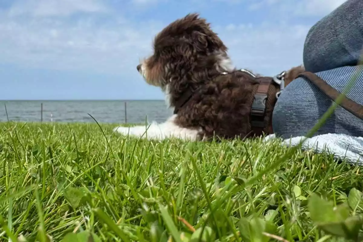 Hund und Besitzer entspannt auf dem Deich auf Pellworm mit Blick über die Nordsee und Halligen
