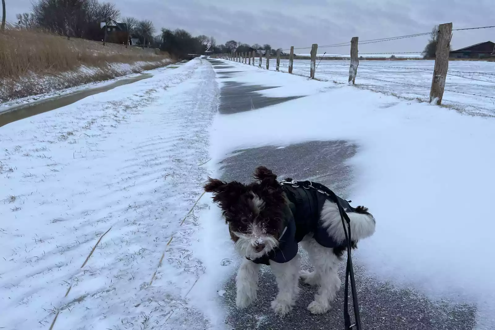 Winterspaziergang mit Hund auf Pellworm – verschneiter Weg zum Ferienhaus mit Hund im Schnee
