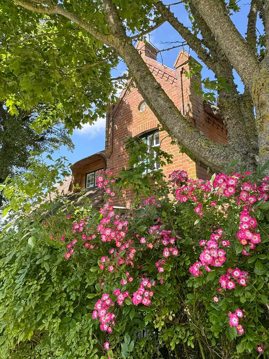 Reetgedeckter Hausgiebel des Ferienhauses Deichschlösschen auf Pellworm, umrahmt von alten Bäumen und blühenden Rosen
