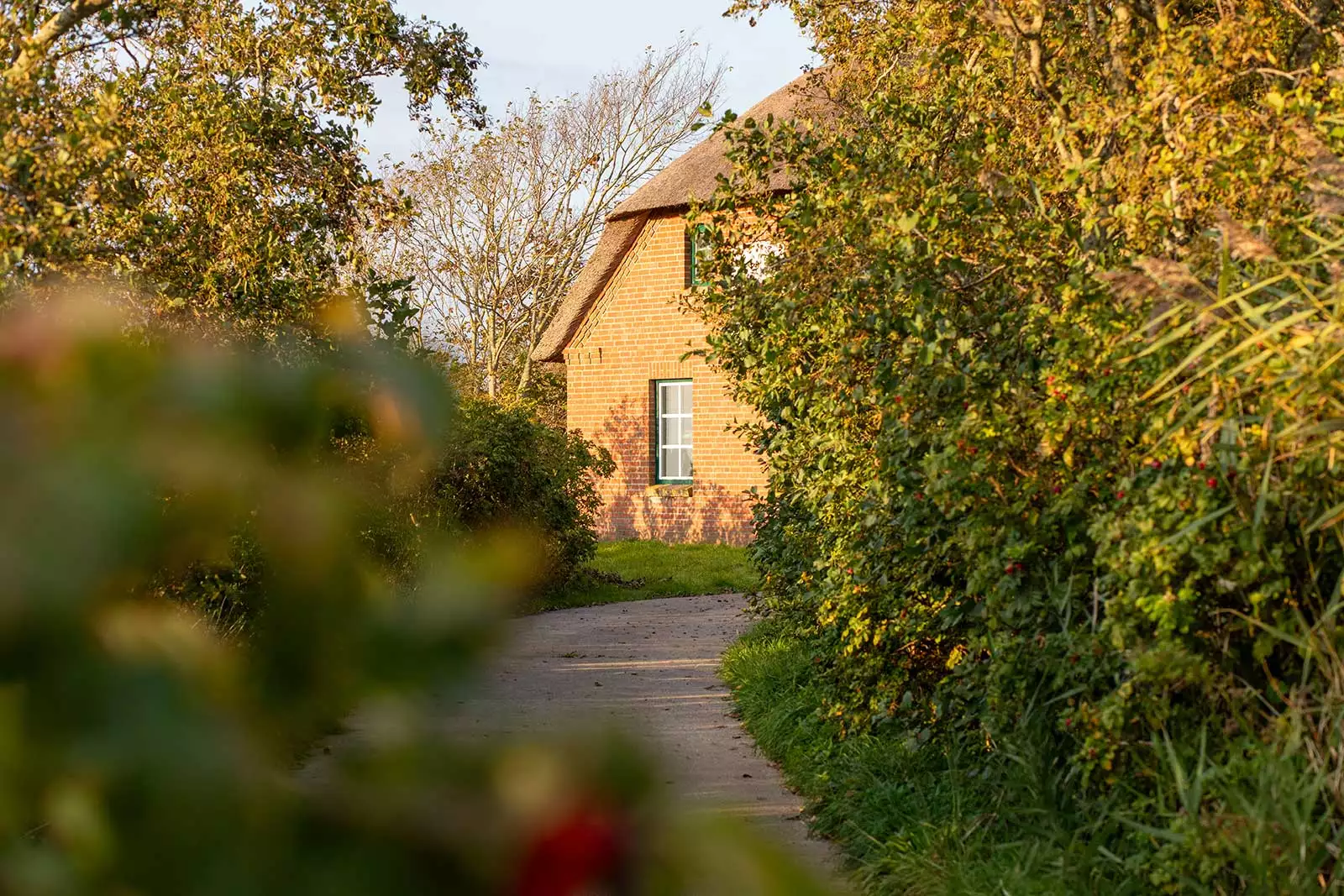 Weg zum Ferienhaus Deichschlösschen auf Pellworm, gesäumt von grünen Hecken mit Blick auf das Reetdach