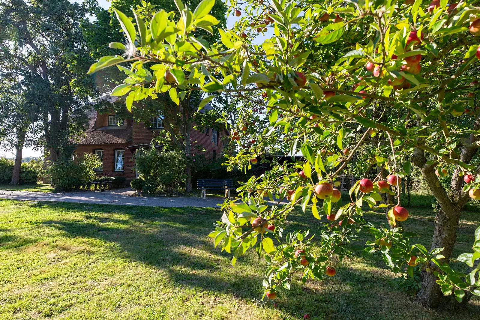 Blick auf das Ferienhaus Deichschlösschen von der Wiese mit altem Apfelbaum und roten Äpfeln