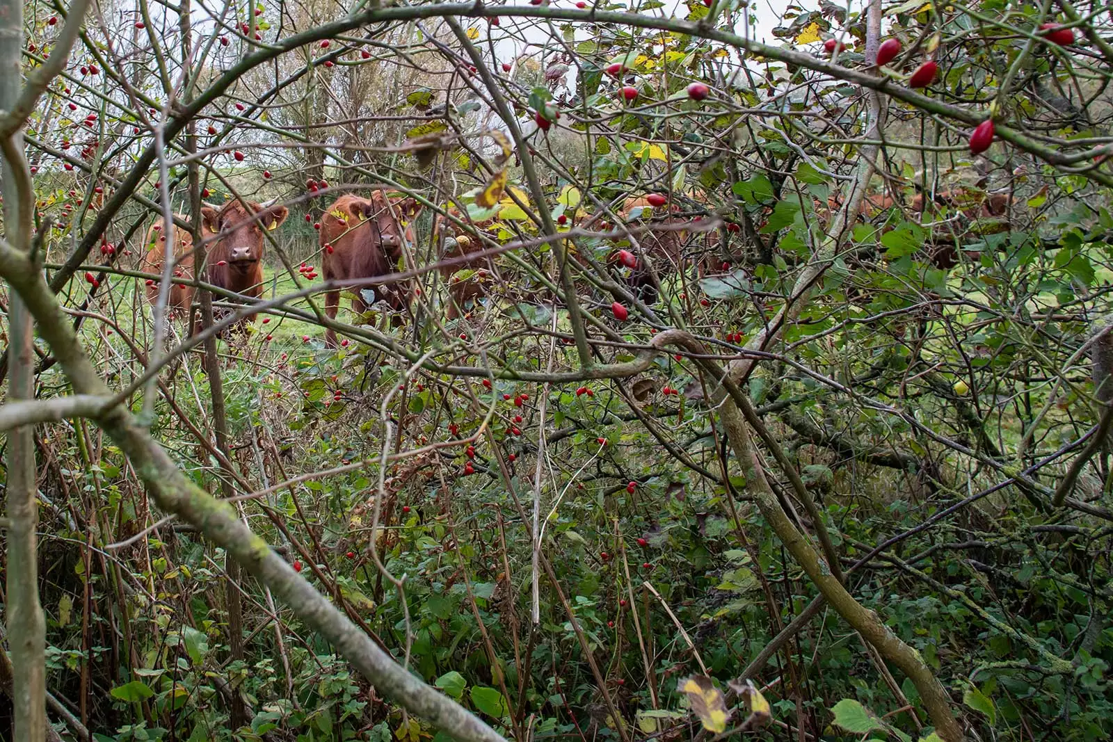 Blick durch Hecke im Garten des Deichschlösschens auf Weide mit Kühen