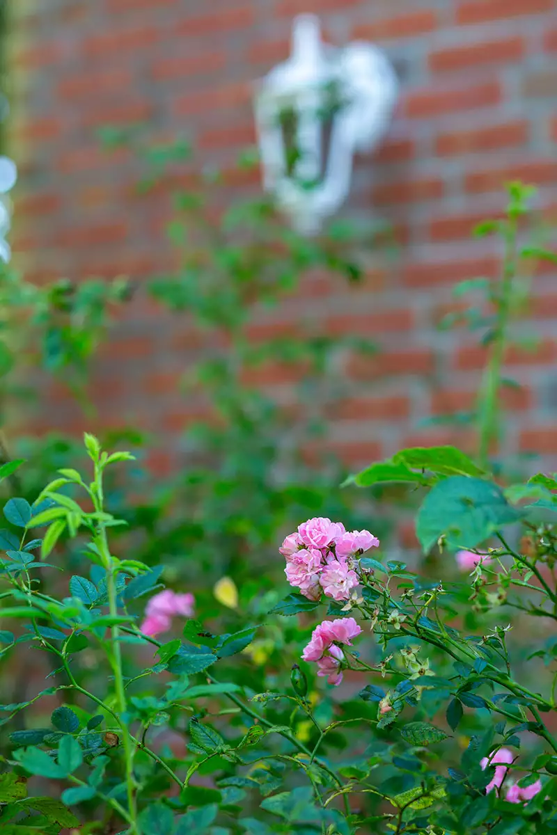 Rosenbusch mit rosa Blüten im Vordergrund, Hausklinker und Außenlaterne im Hintergrund