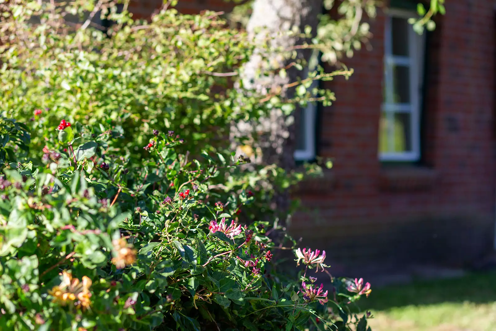 Blühende Hecke im Garten des Deichschlösschens, Haus unscharf im Hintergrund