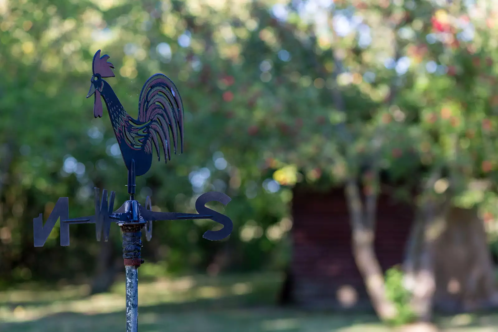Wetterhahn im Garten des Deichschlösschens, Apfelbäume im Hintergrund