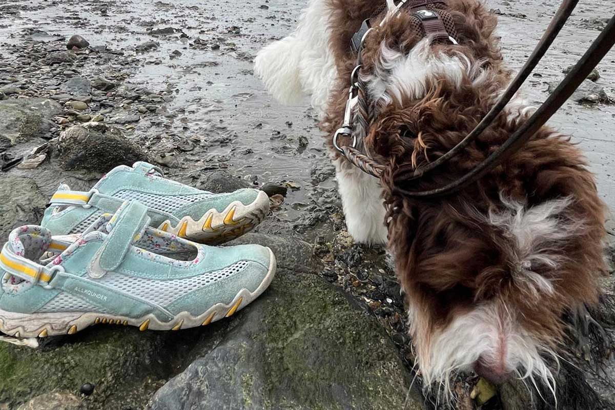 Freiheit auf vier Pfoten - Hund an der Leine im Watt vor Pellworm Freiheit auf vier Pfoten - Hund an der Leine im Watt vor Pellworm